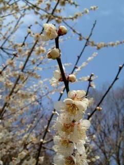大東霊園